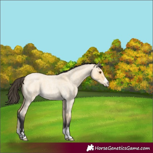 Horse Color:Buckskin Roan Dun