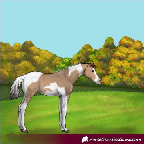 Horse Color:Bay Dun Splash Tobiano Frame Rabicano