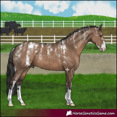 Horse Color:Powder White Liver Red Dun