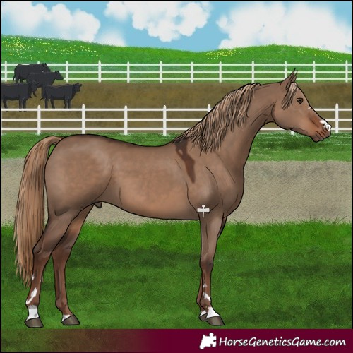 Horse Color:Liver Red Dun