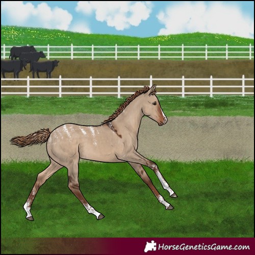 Horse Color:Powder White Liver Red Dun 
