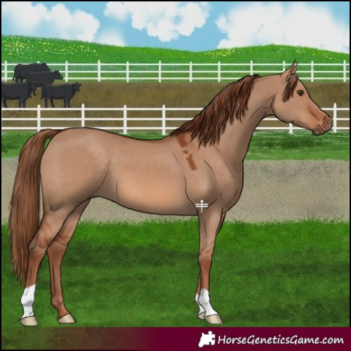 Horse Color:Red Dun 