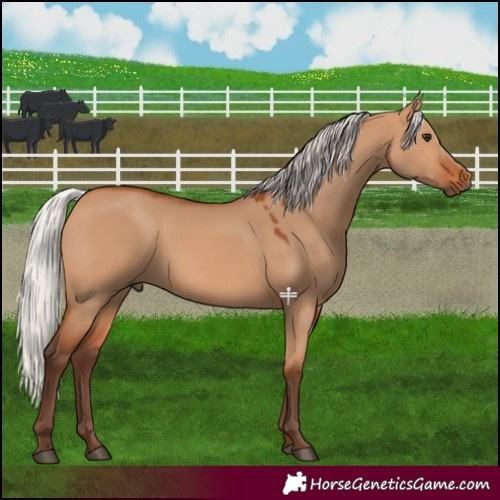 Horse Color:Silver Bay Dun 