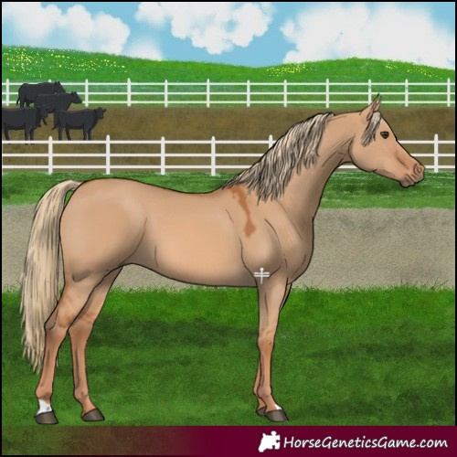 Horse Color:Red Dun 