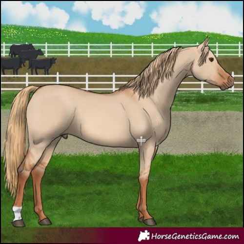 Horse Color:Red Dun 