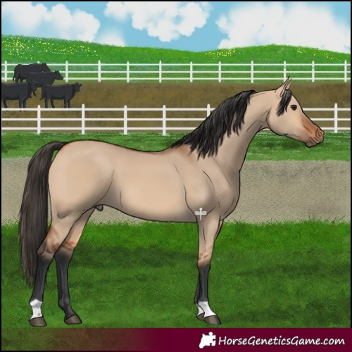 Horse Color:Bay Dun