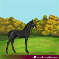 Horse Color:Gray Black Sabino
