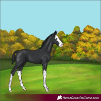 Horse Color:Black Splash