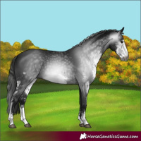 Horse Color:Gray Black Sabino