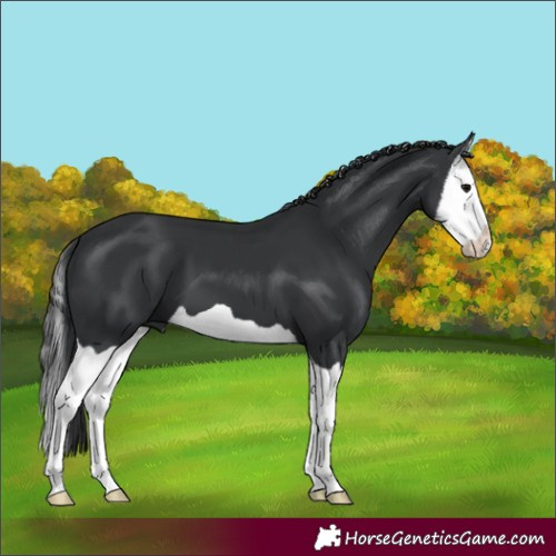 Horse Color:Black Splash 