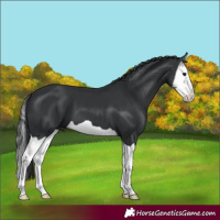 Horse Color:Black Splash