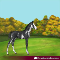 Horse Color:Black Sabino Splash