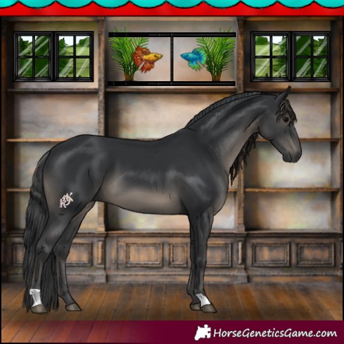 Horse Color:Black 