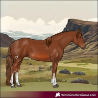 Horse Color:White Spotted Chestnut