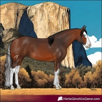 Horse Color:Bay Splash 