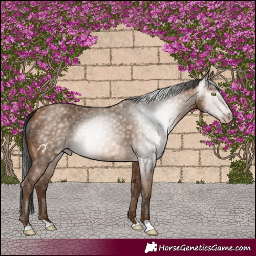 Horse Color:Gray Amber Champagne 