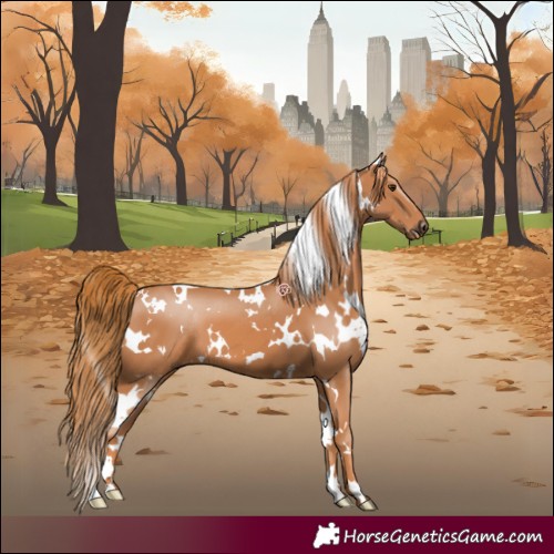 Horse Color:White Spotted Chestnut