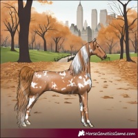 Horse Color:White Spotted Chestnut