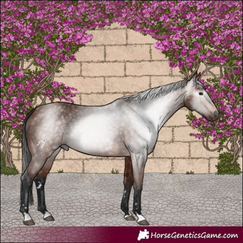 Horse Color:Gray Bay 