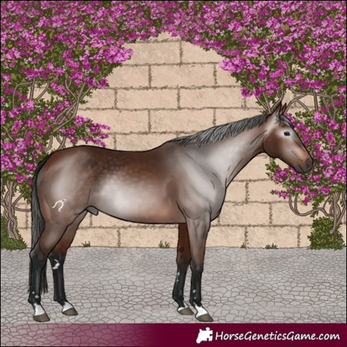 Horse Color:Gray Bay 