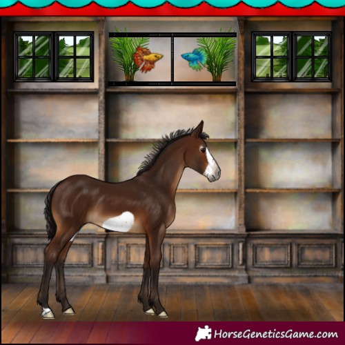 Horse Color:Gray Bay Frame 