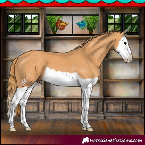 Horse Color:Chestnut Splash 
