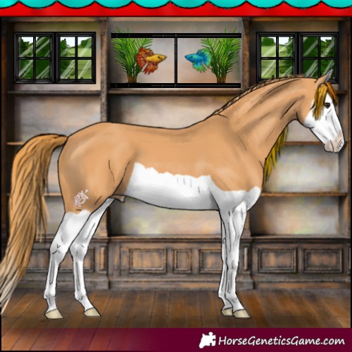 Horse Color:Chestnut Splash 