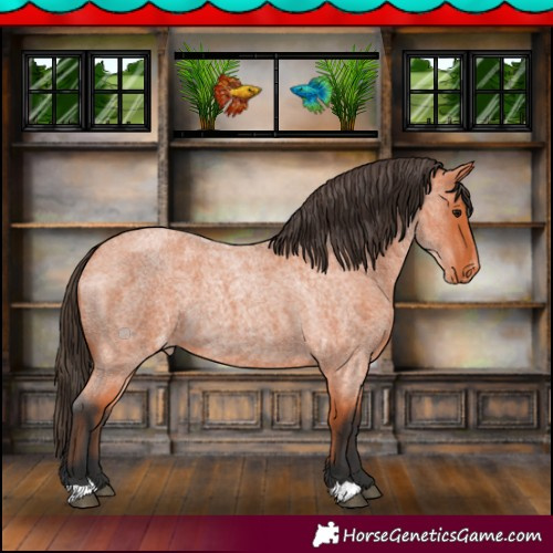 Horse Color:Bay Roan Appaloosa 