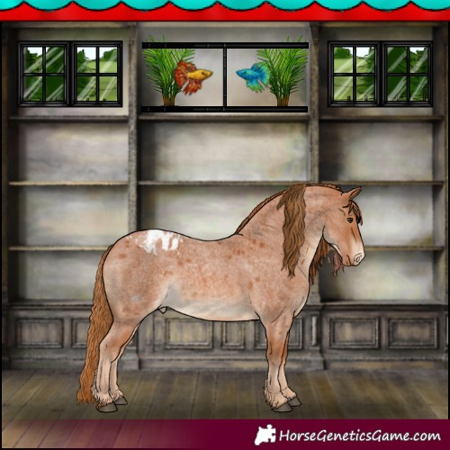 Horse Color:Red Roan Appaloosa 