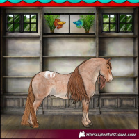 Horse Color:Red Roan Appaloosa 