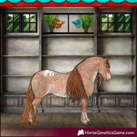 Horse Color:Red Roan Appaloosa 