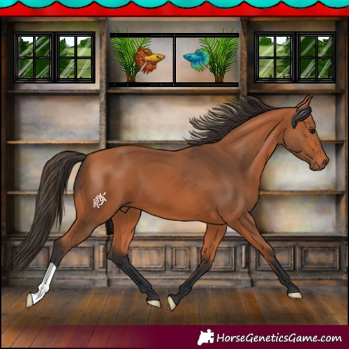 Horse Color:Bay 