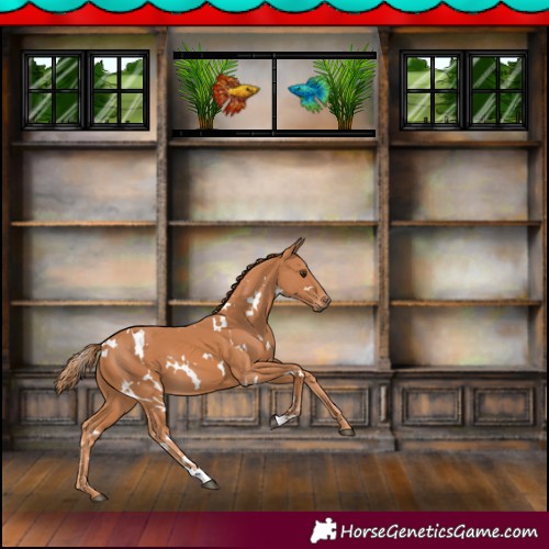 Horse Color:White Spotted Chestnut 