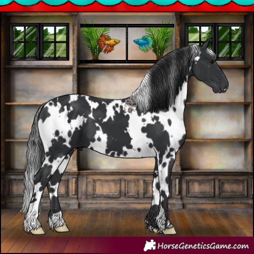 Horse Color:White Spotted Black 