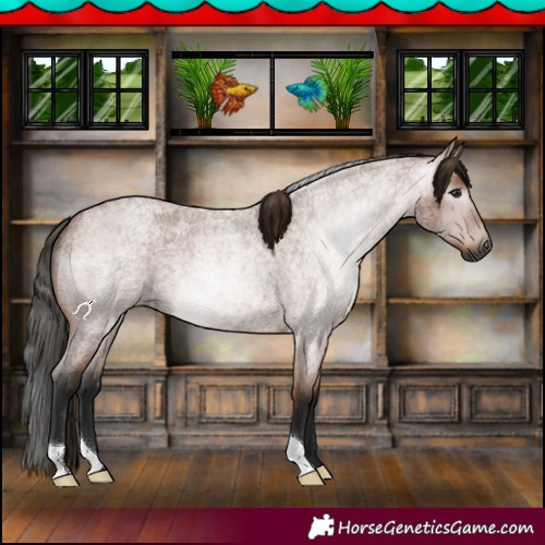 Horse Color:Gray Bay Roan 