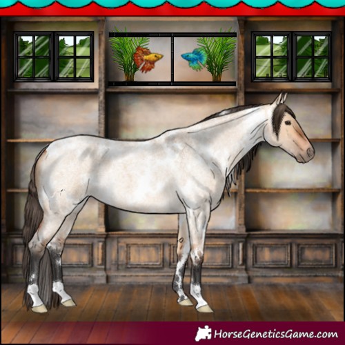 Horse Color:White Spotted Bay Roan Dun 