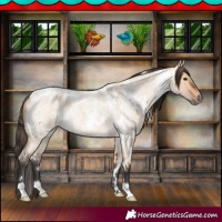 Horse Color:White Spotted Bay Roan Dun