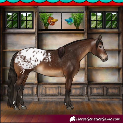 Horse Color:Gray Bay Blanket 
