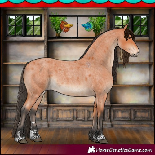 Horse Color:Bay Roan 