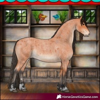 Horse Color:Bay Roan