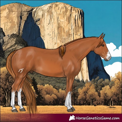 Horse Color:White Spotted Chestnut 