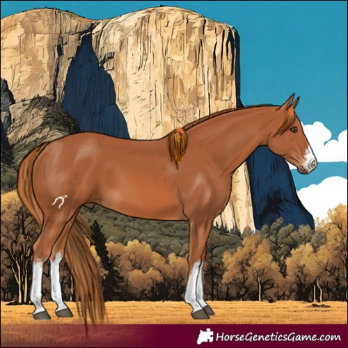 Horse Color:White Spotted Chestnut 