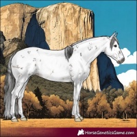 Horse Color:Gray White Spotted Bay Sabino Rabicano 