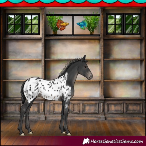 Horse Color:Black Blanket 