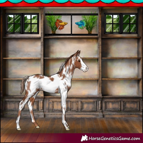 Horse Color:White Spotted Chestnut Frame 
