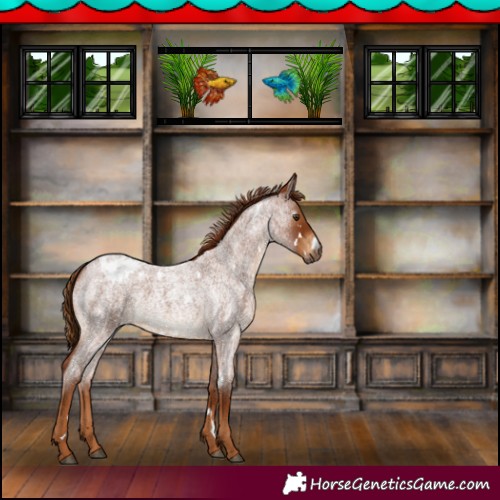 Horse Color:Gray White Spotted Red Roan Varnish 