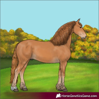 Horse Color:Chestnut Rabicano 