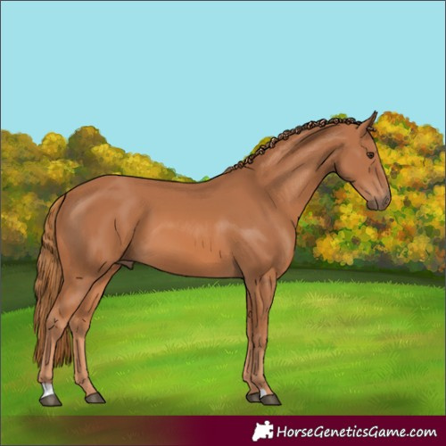 Horse Color:Chestnut 