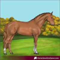 Horse Color:Chestnut Tobiano 