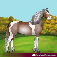 Horse Color:Gray Chestnut Splash Tobiano